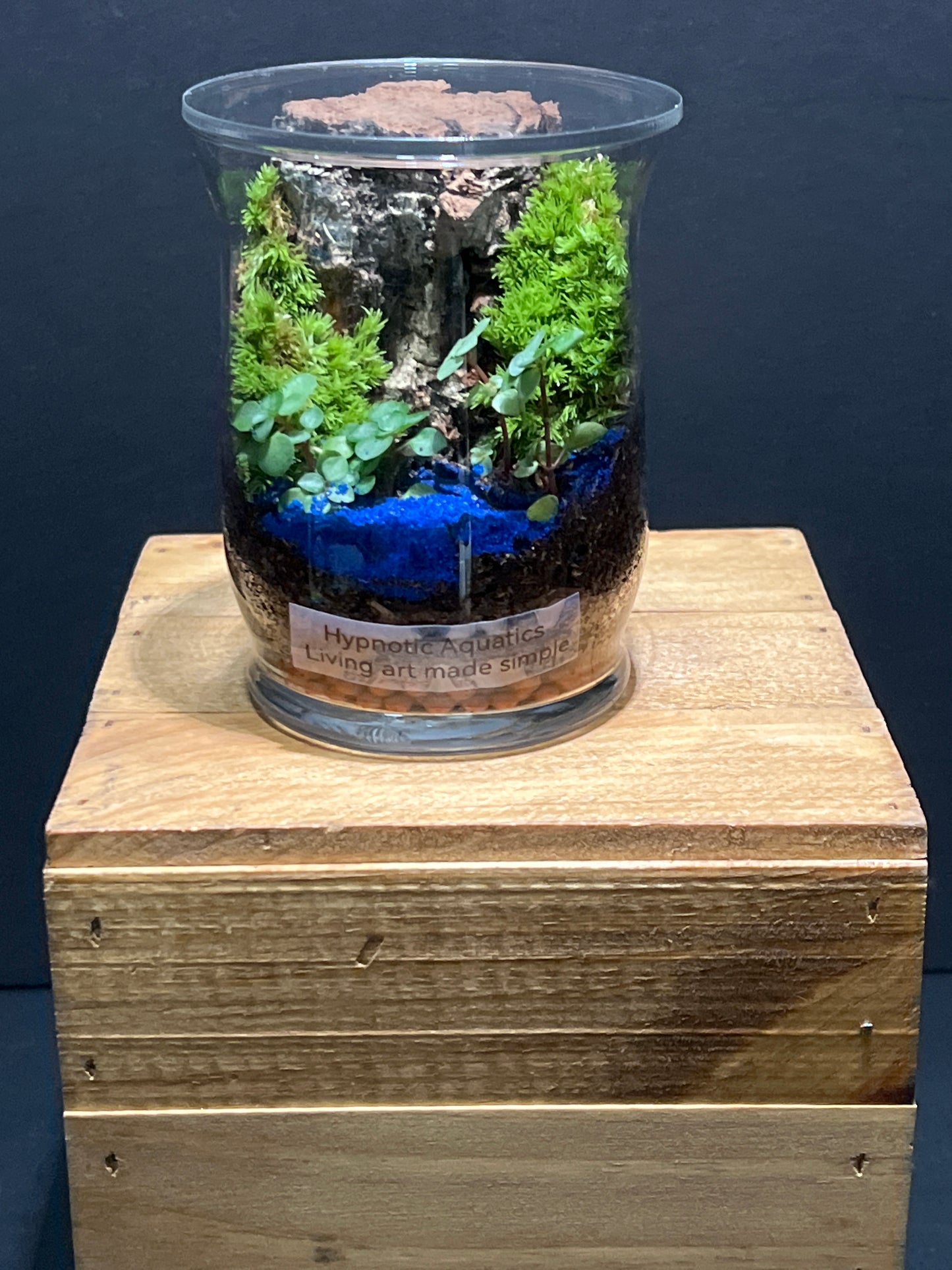 Terrarium #127