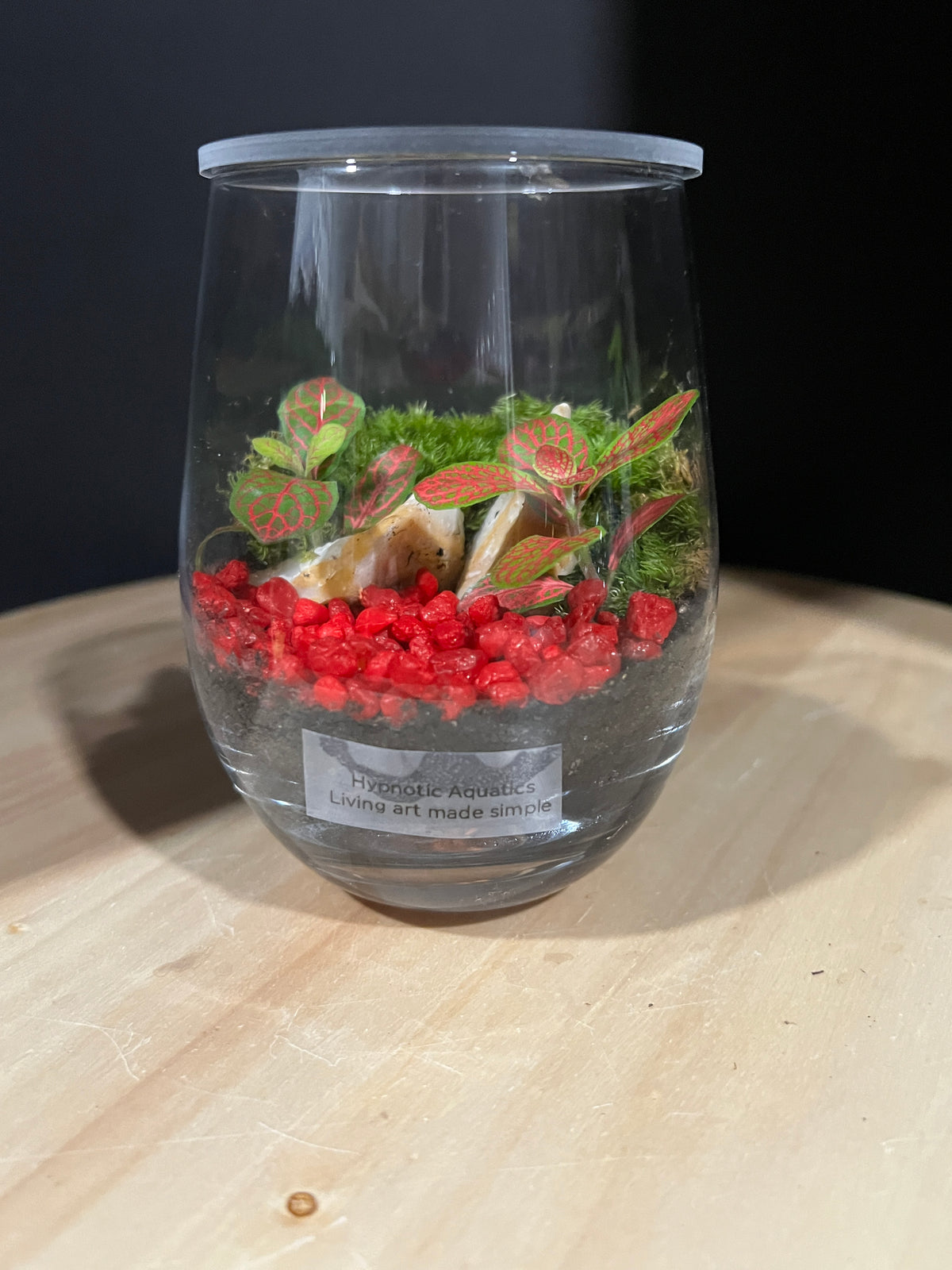 Terrarium 969
