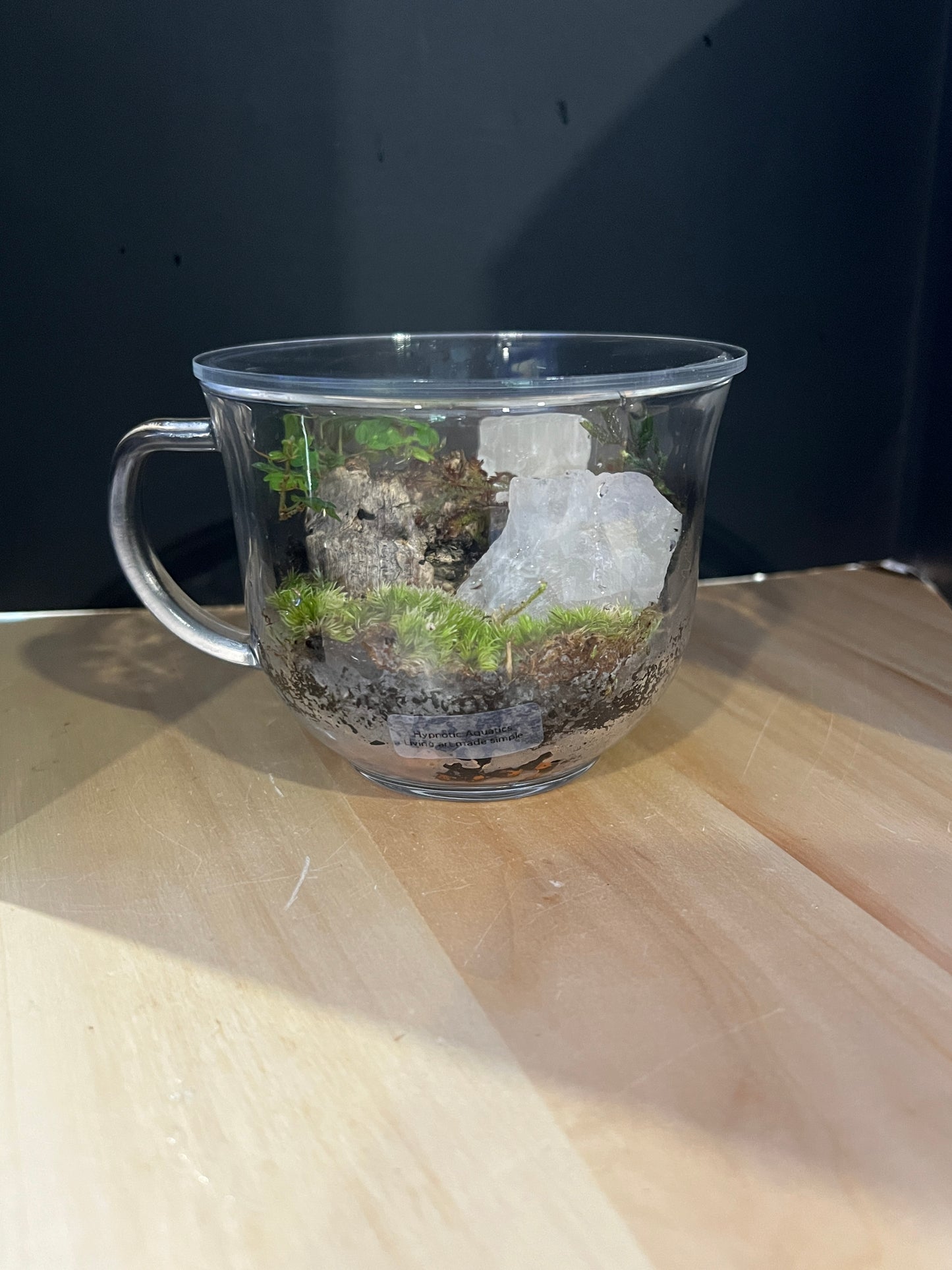 Terrarium 819