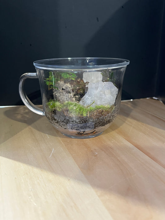 Terrarium 819