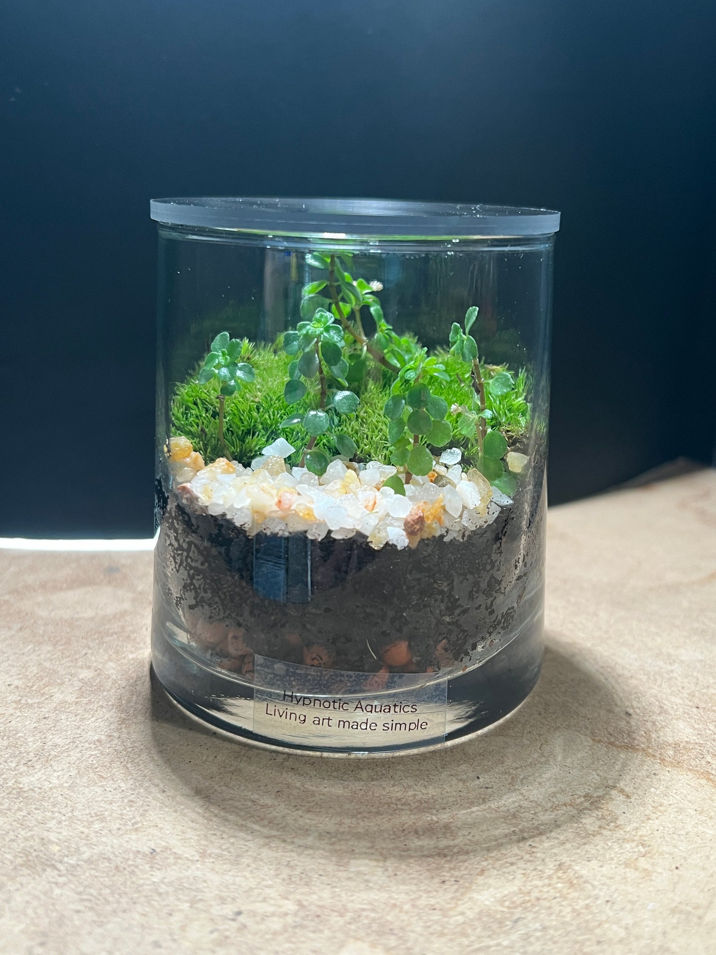 Terrarium 853