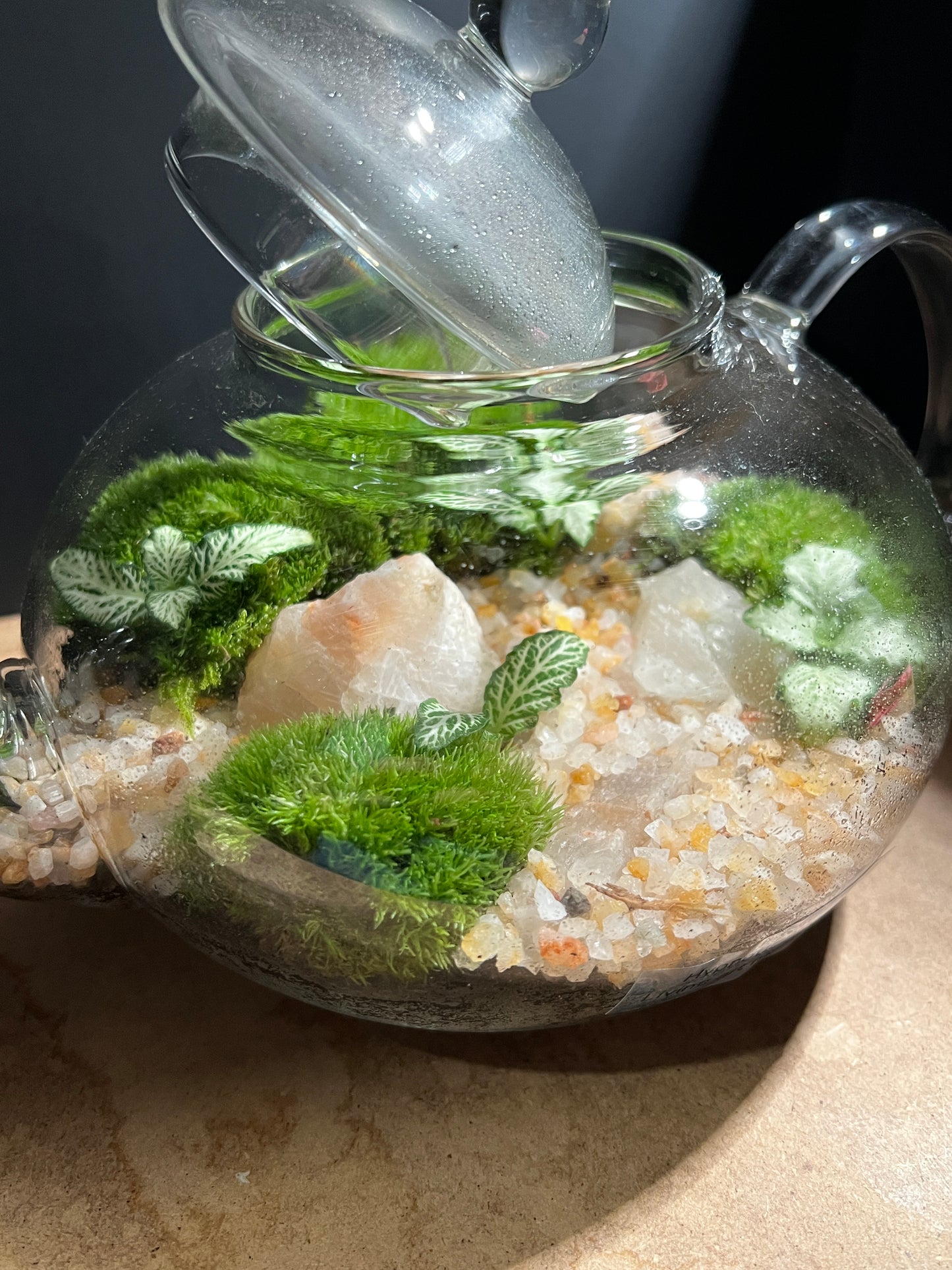Terrarium 899