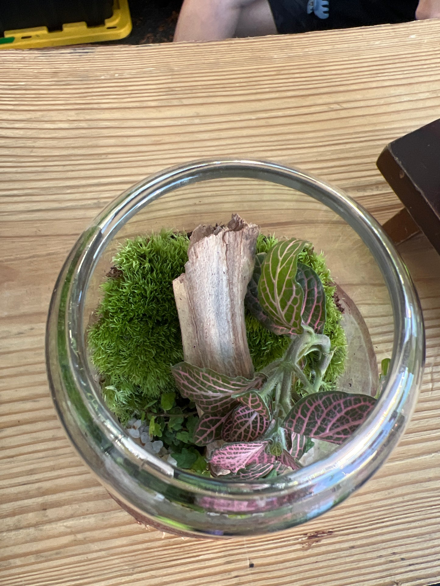 Terrarium 931