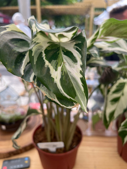 Live Plants: Calathea White Fusion