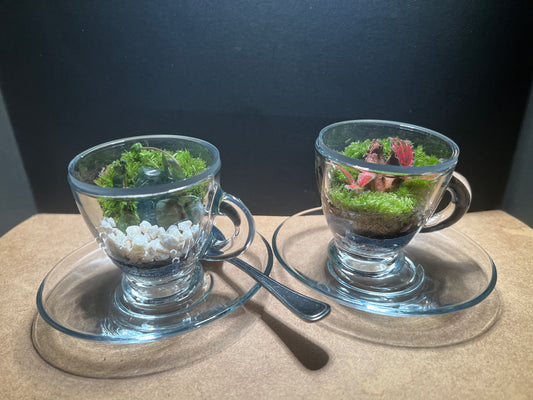 Terrarium 444 (seti)