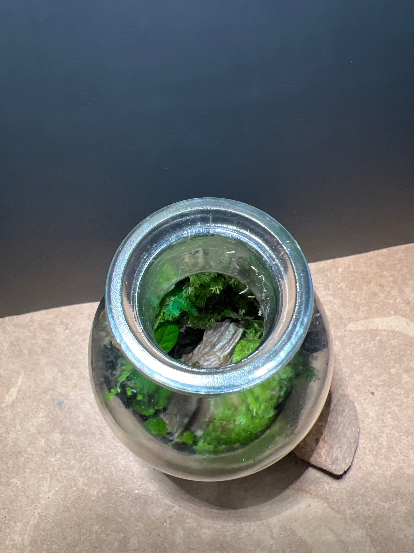Terrarium 501
