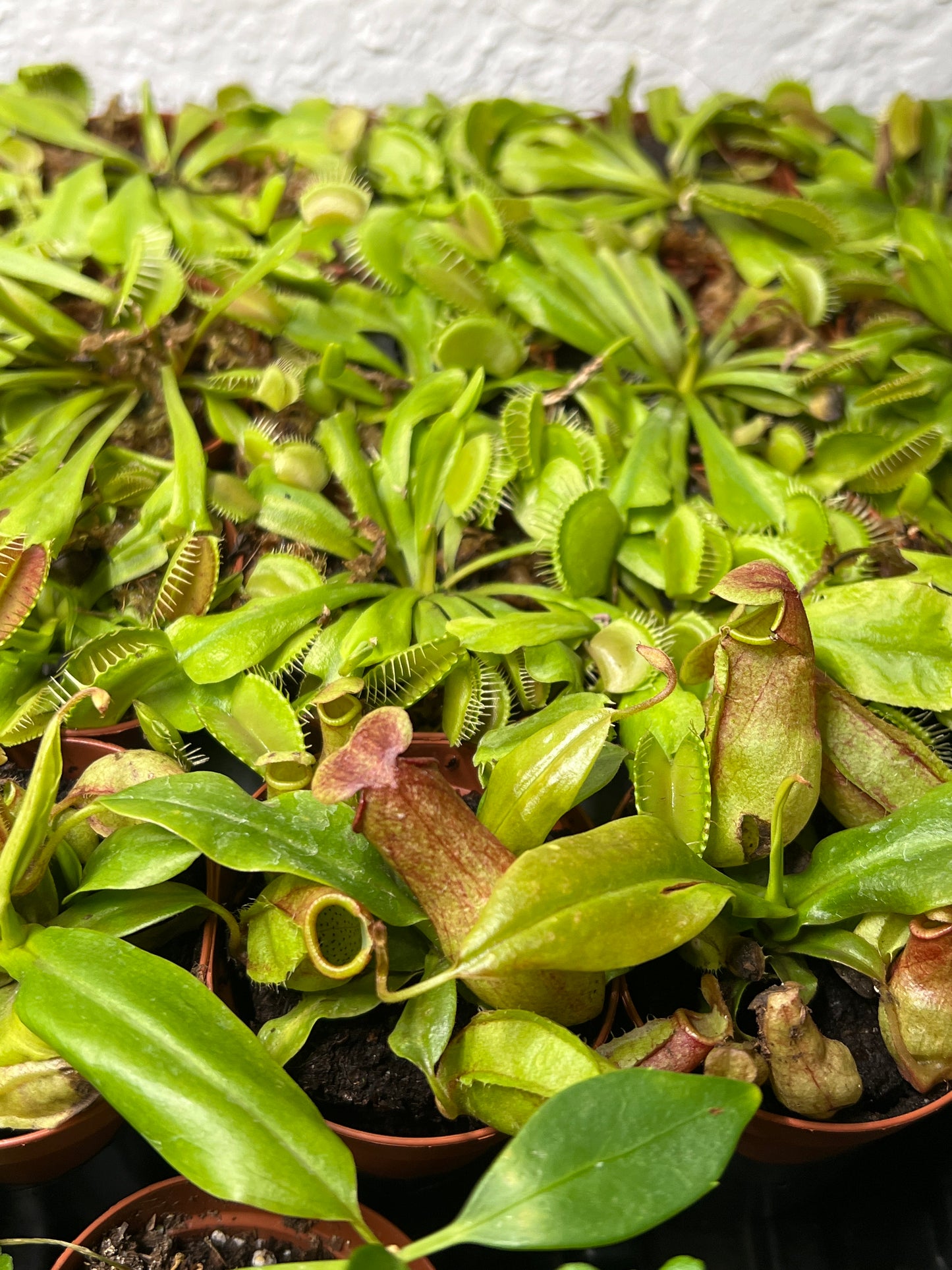 Terrarium Plants: Carnivorous Mix