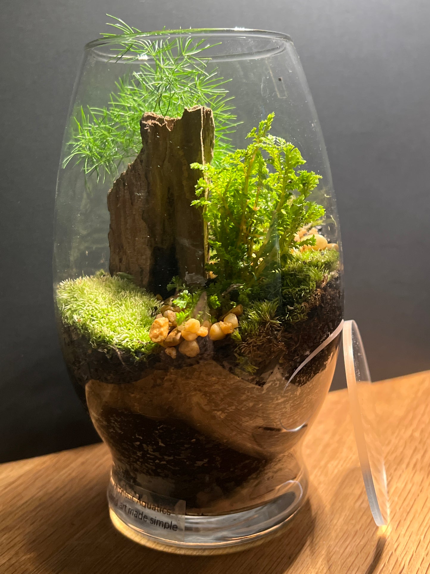 Terrarium #147