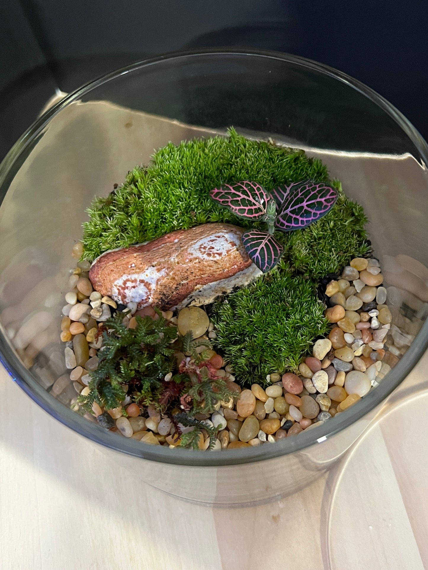 Terrarium 823