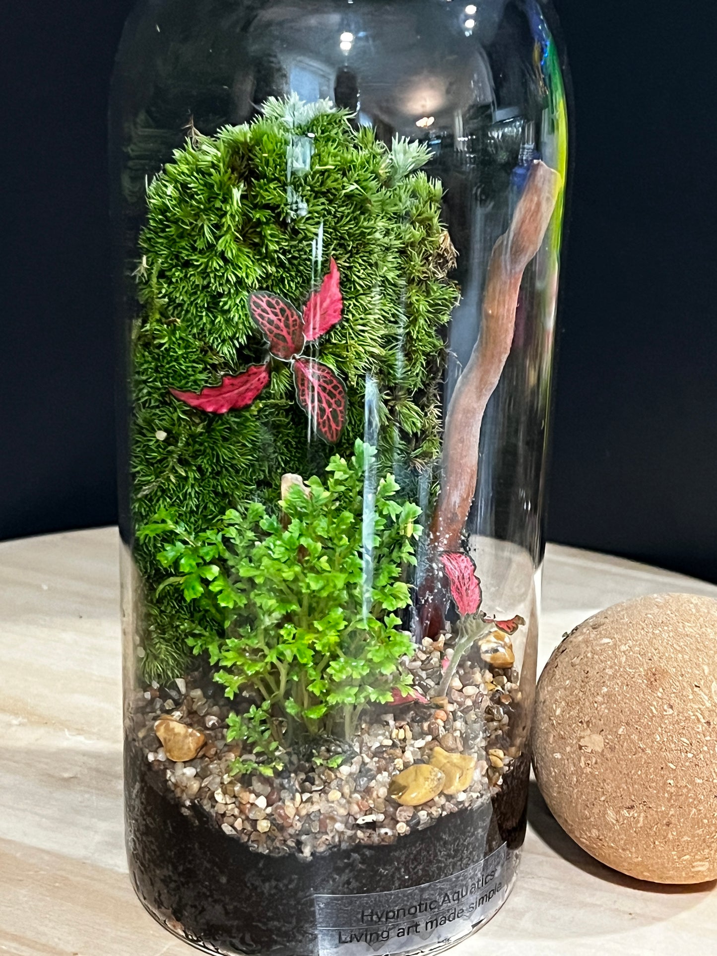 Terrarium 903