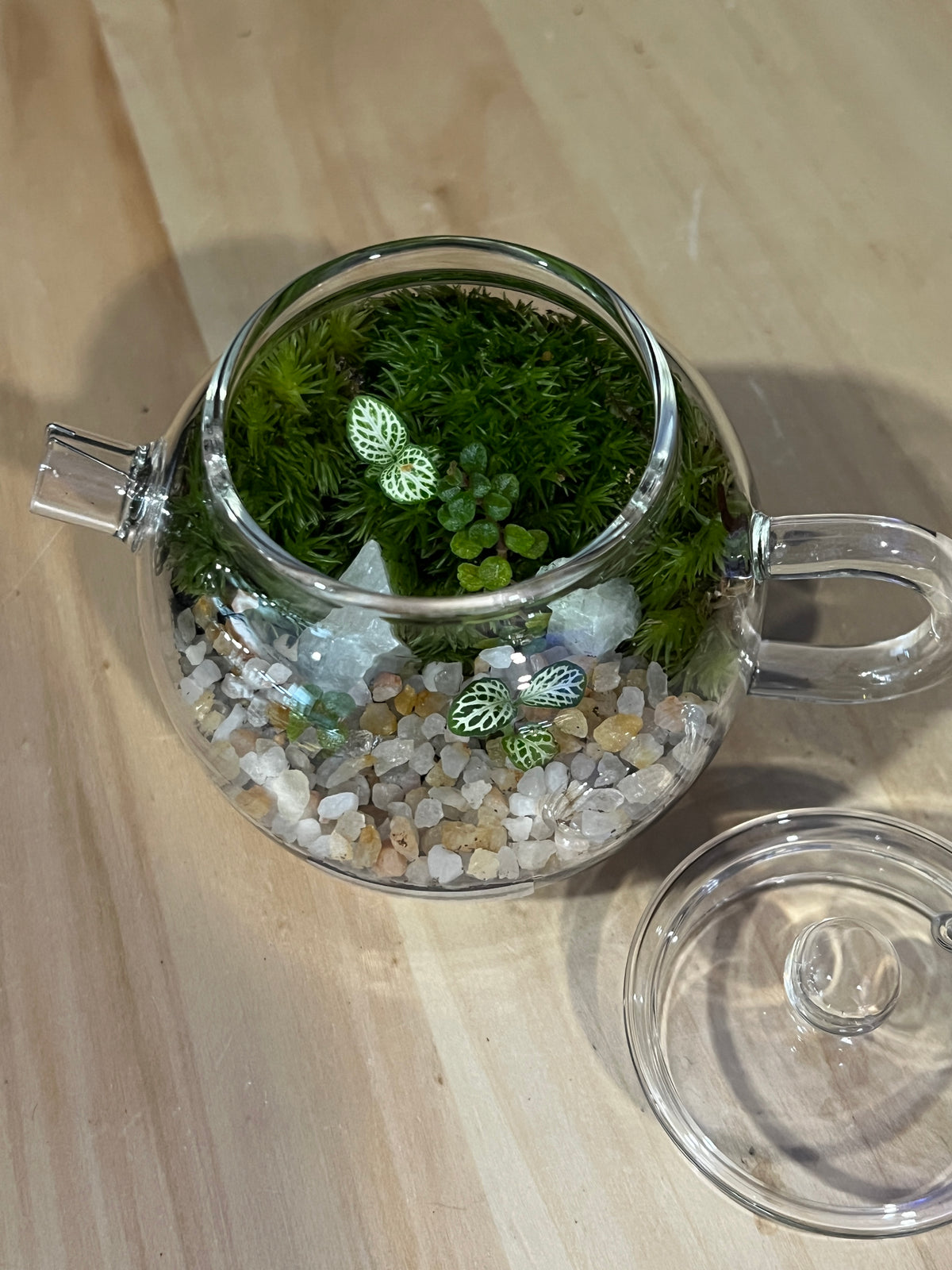 Terrarium 975
