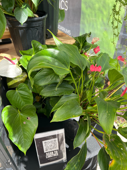 Live Plants: Anthurium Varieties