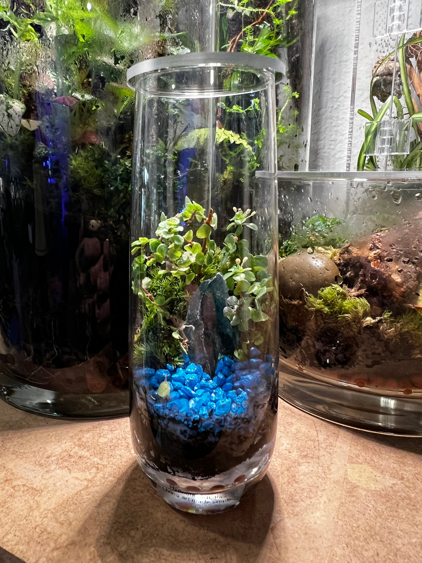 Terrarium 832