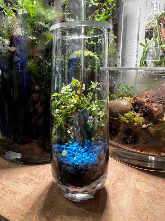 Terrarium 832