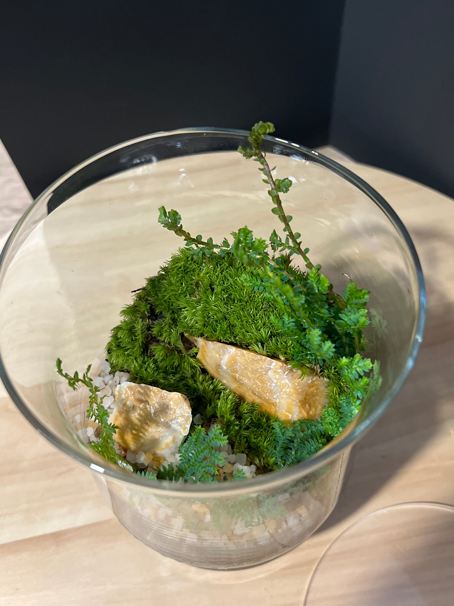 Terrarium 730
