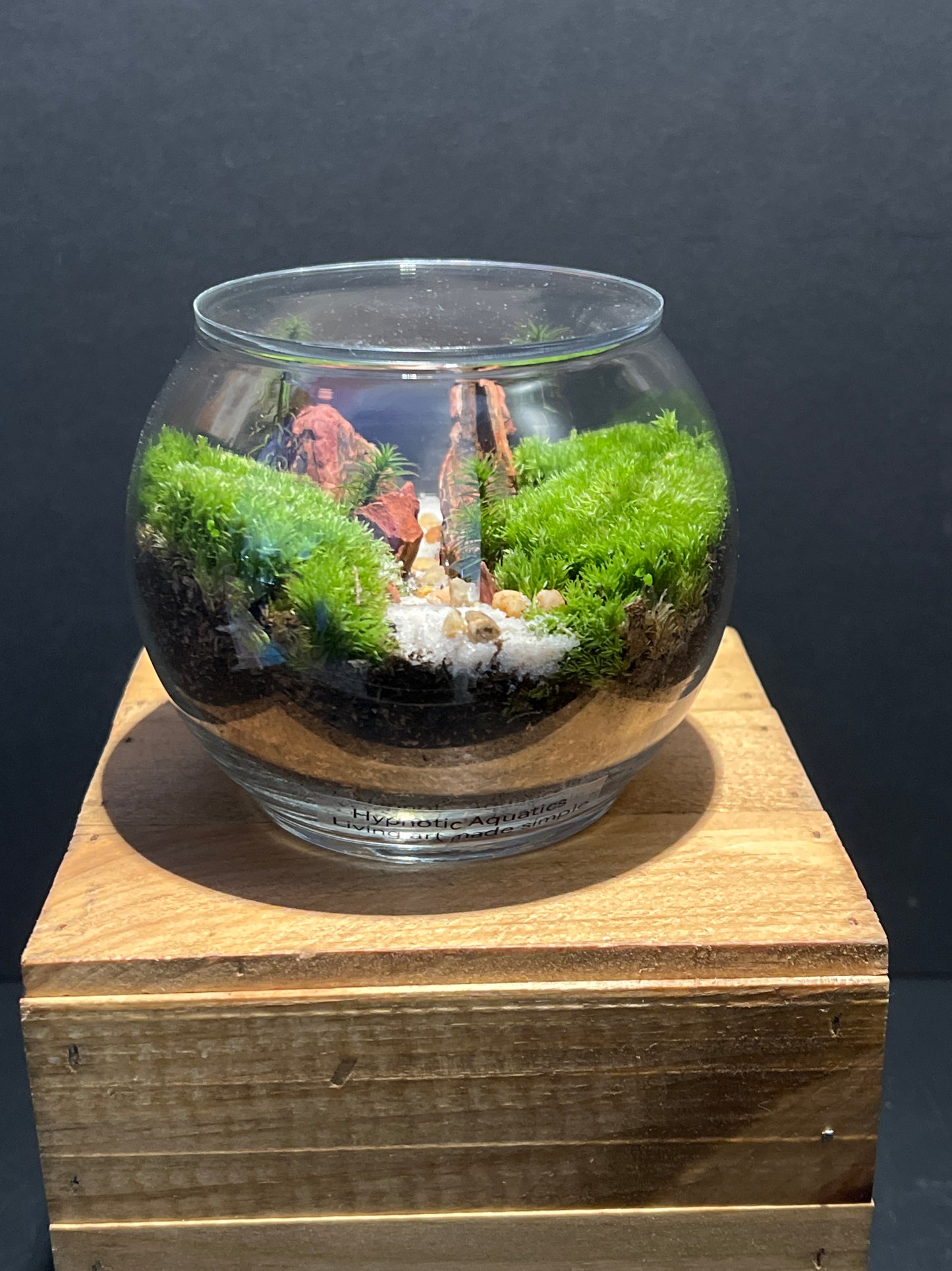 Terrarium #145