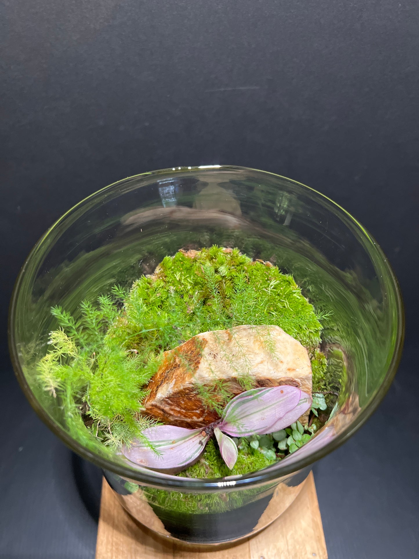 Terrarium #61
