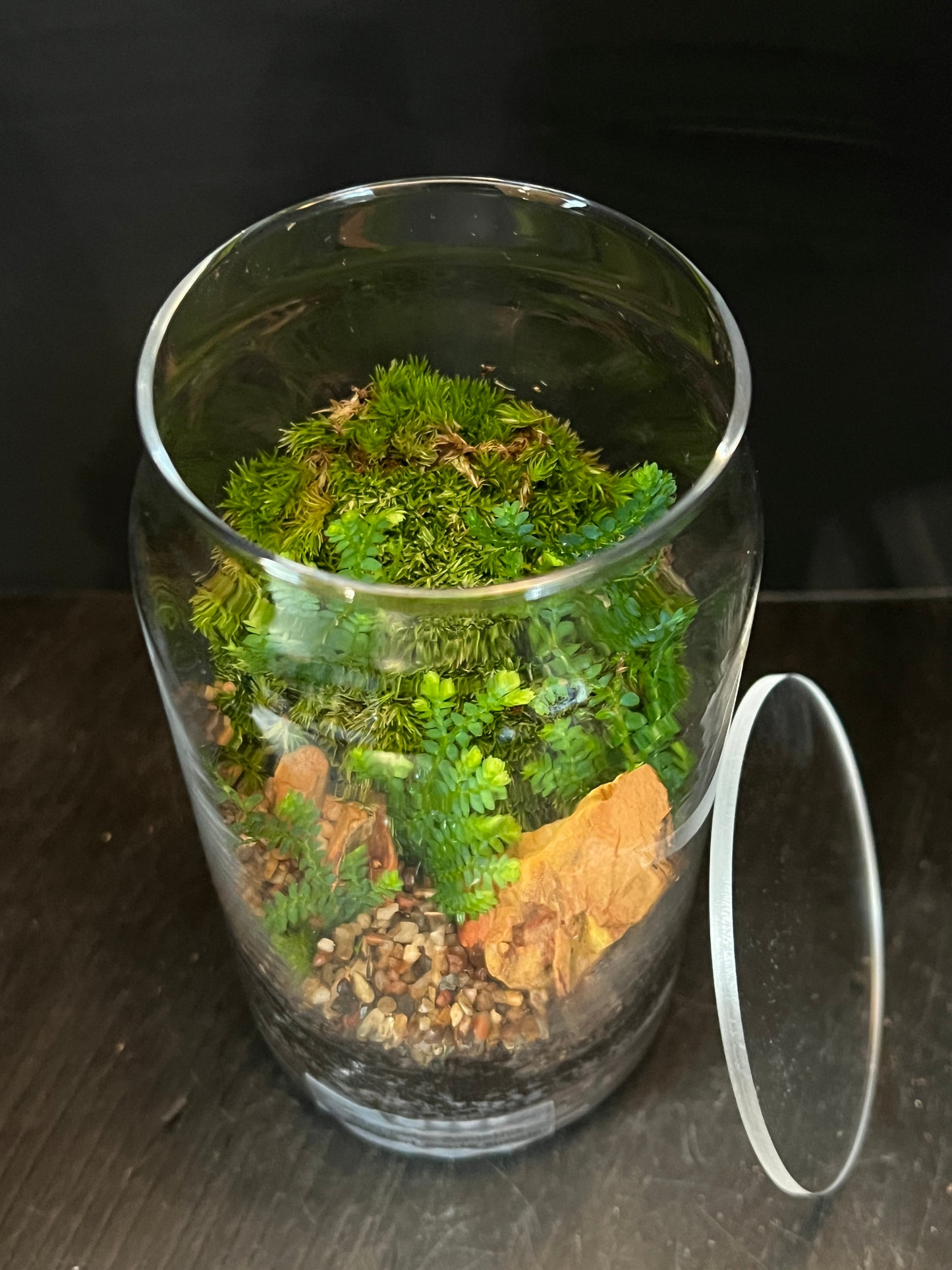 Terrarium 874