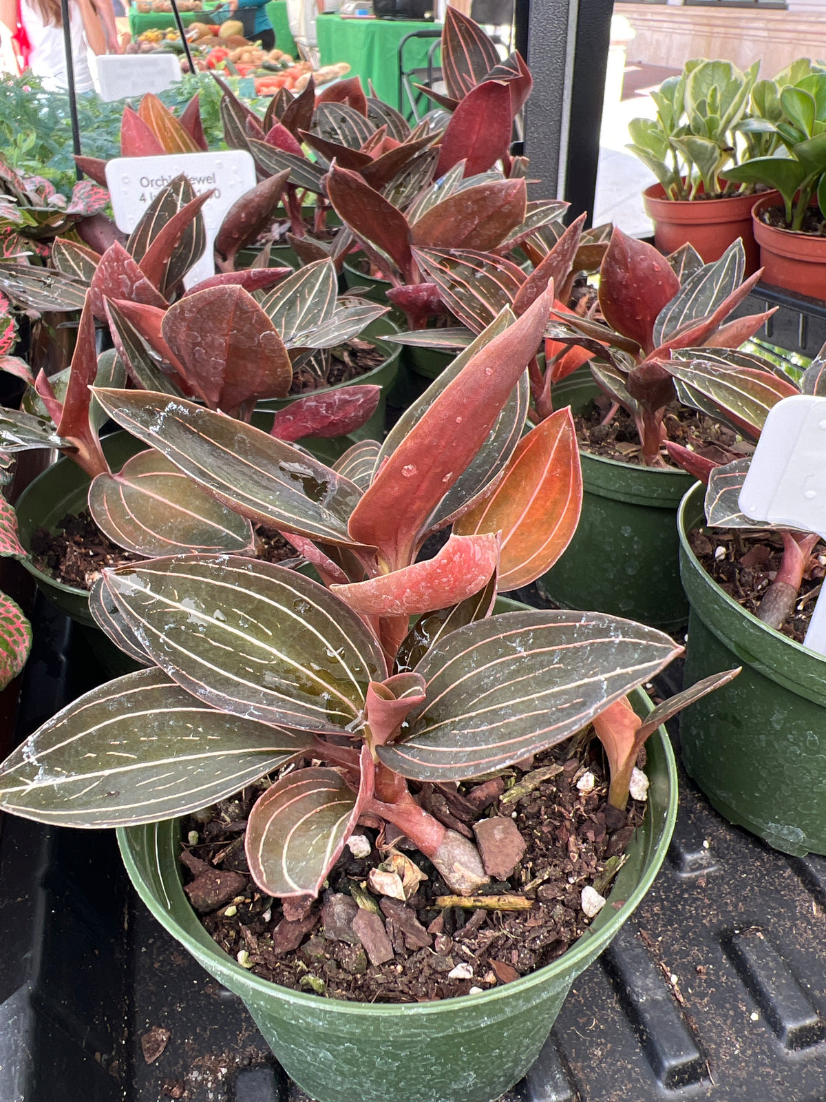 Live Plants: 4” Jewel Orchid