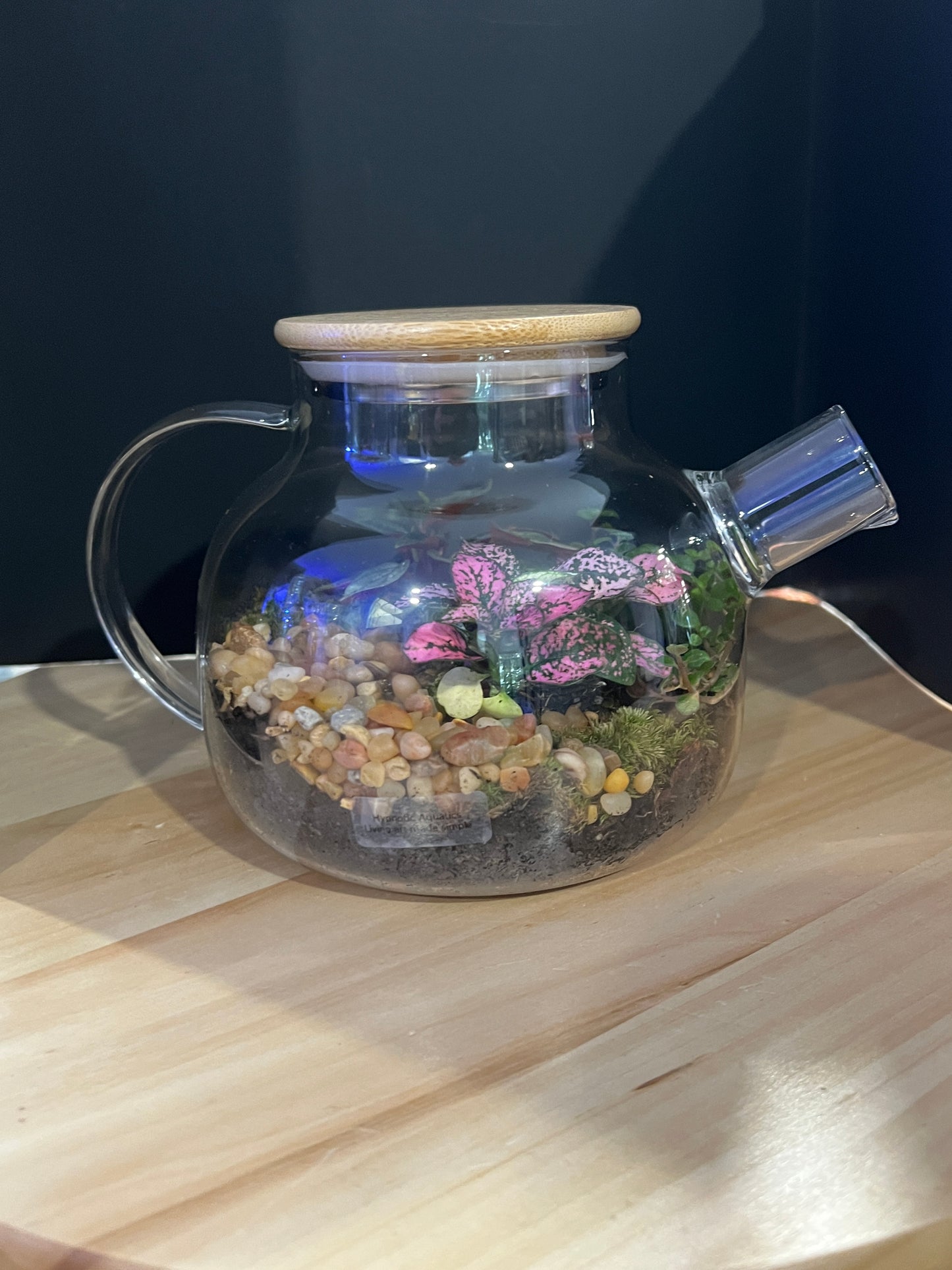 Terrarium 825