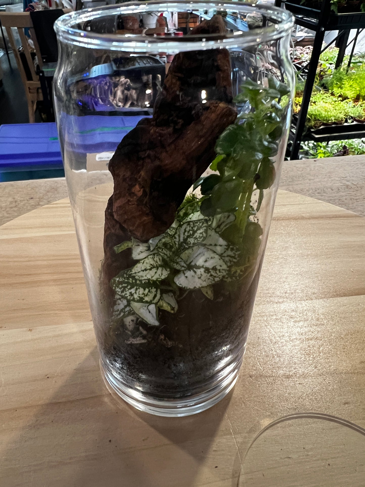 Terrarium 836