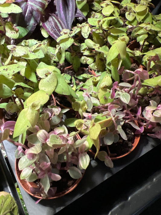 Terrarium Plants: Tradescantia Assortment