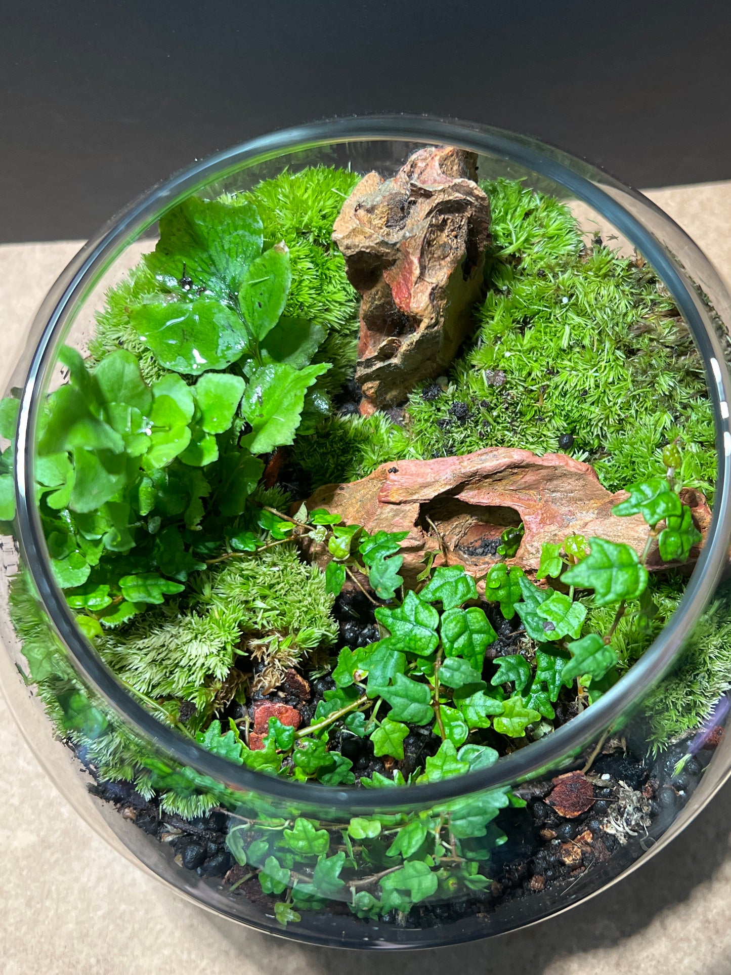 Terrarium 474