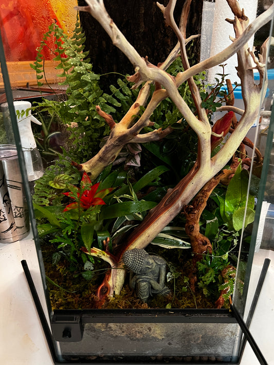 Hex Terrarium