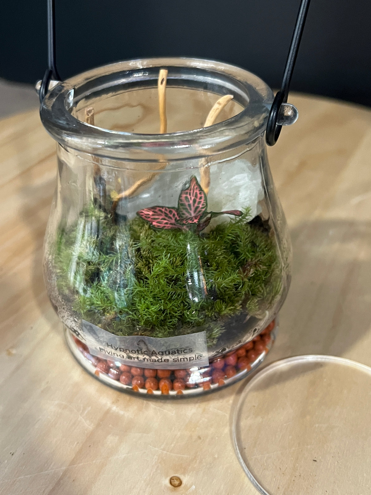 Terrarium 984