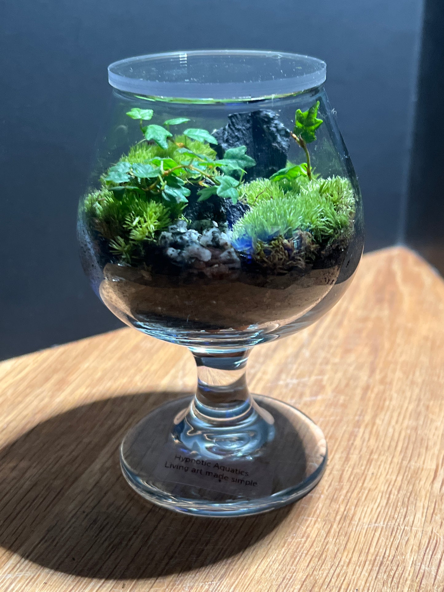Terrarium 523