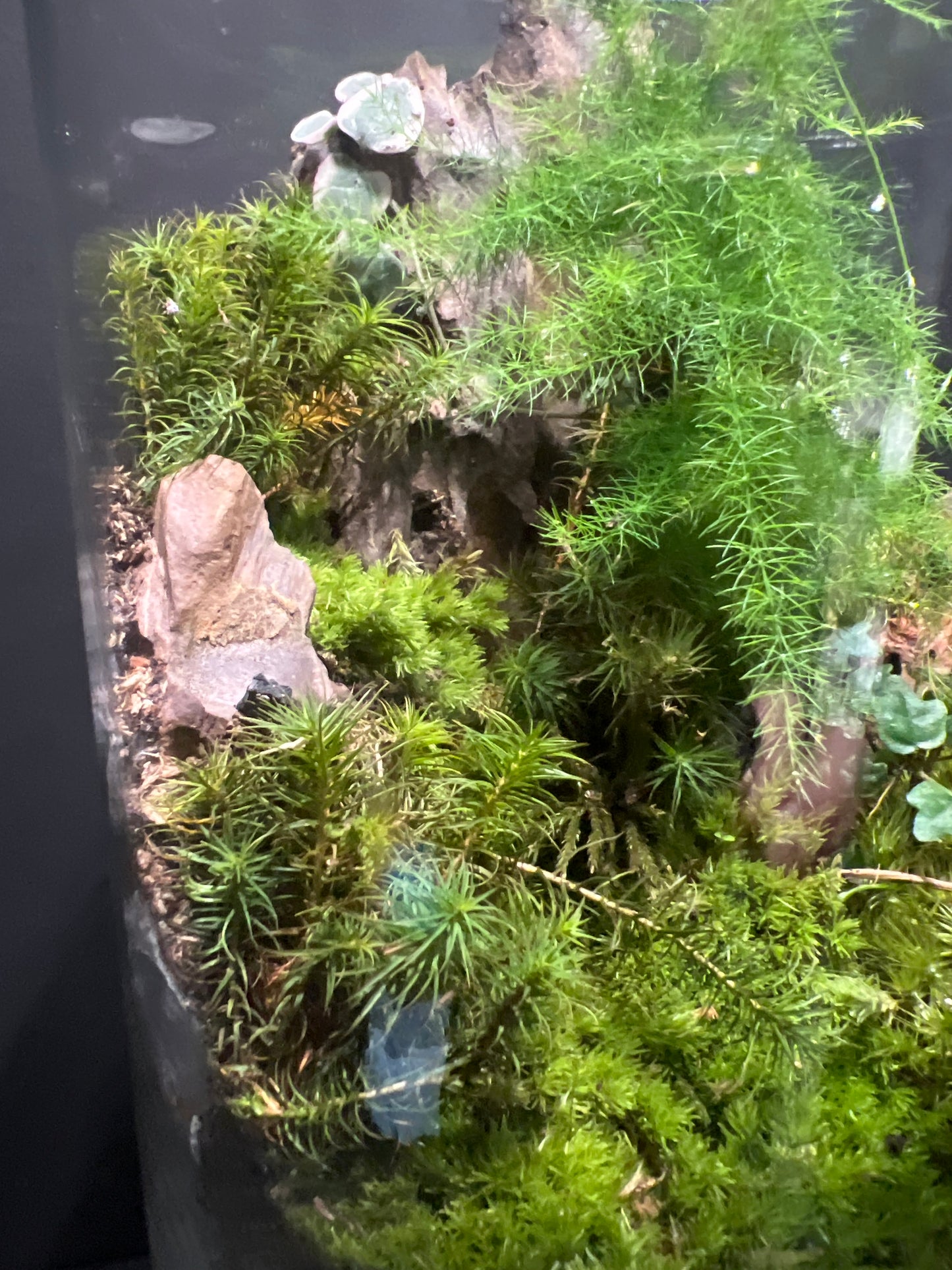 Terrarium #128