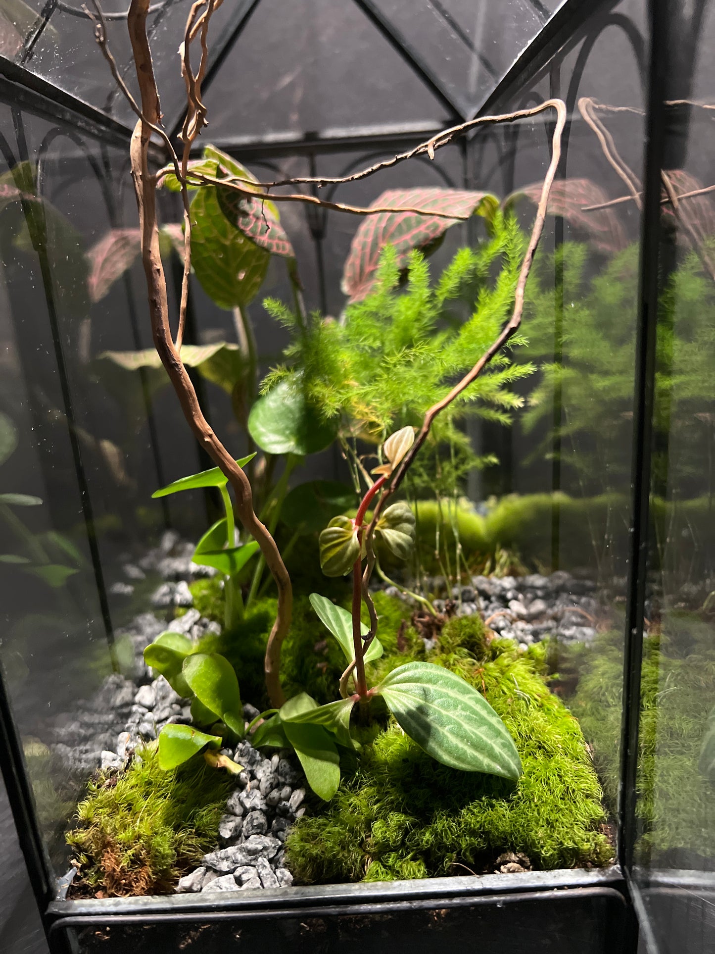 Terrarium 358