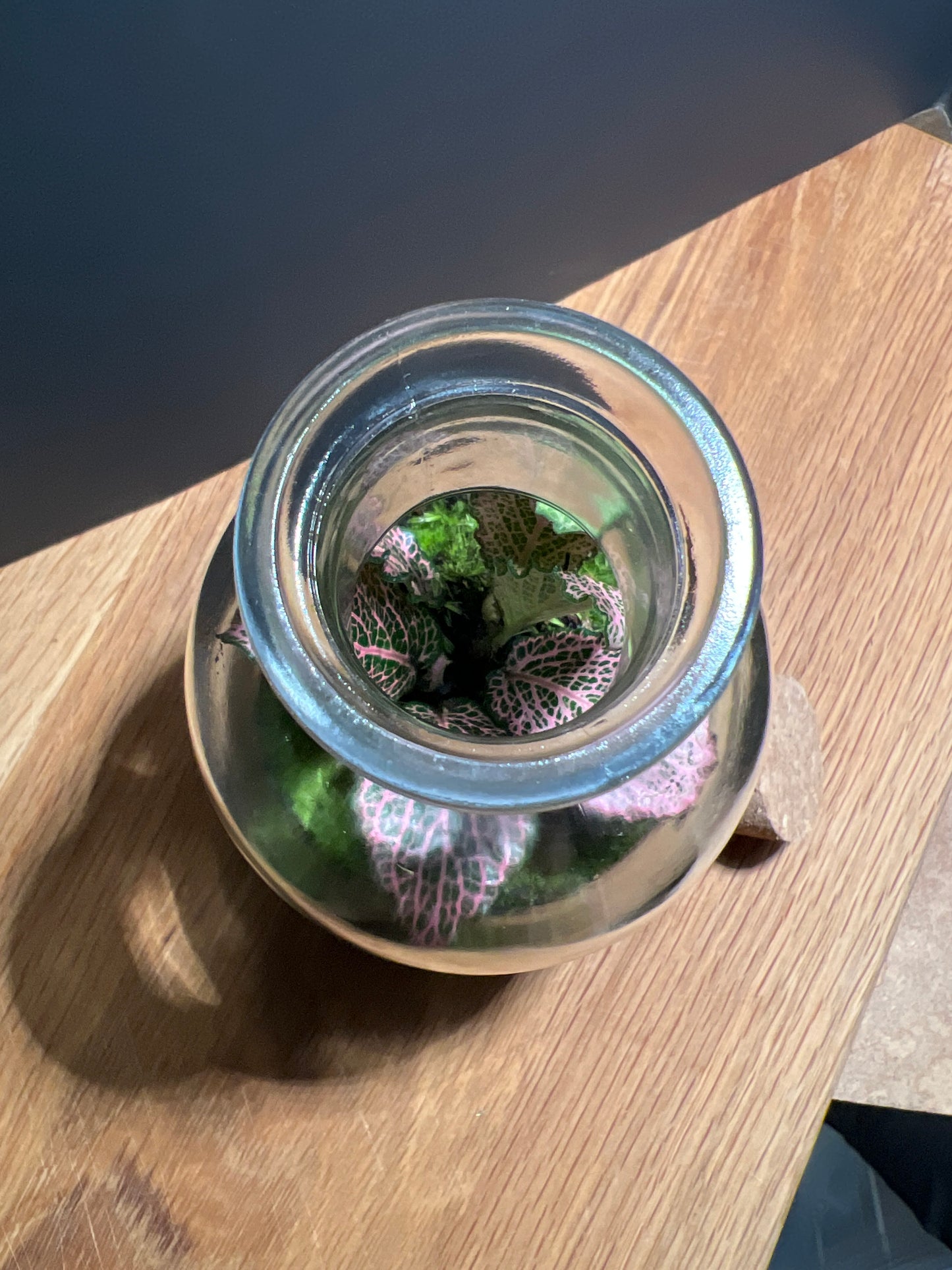 Terrarium 532