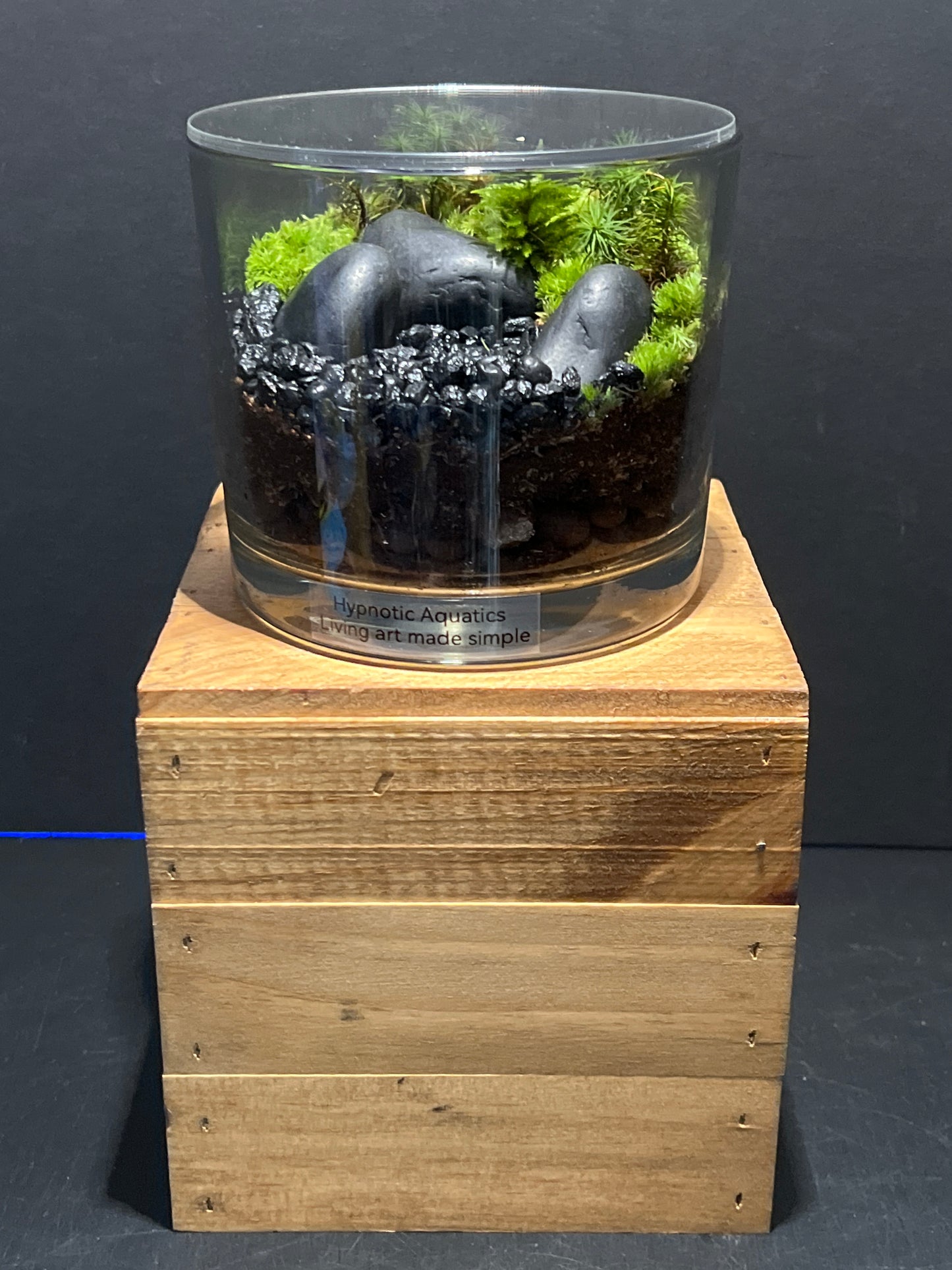 Terrarium #117