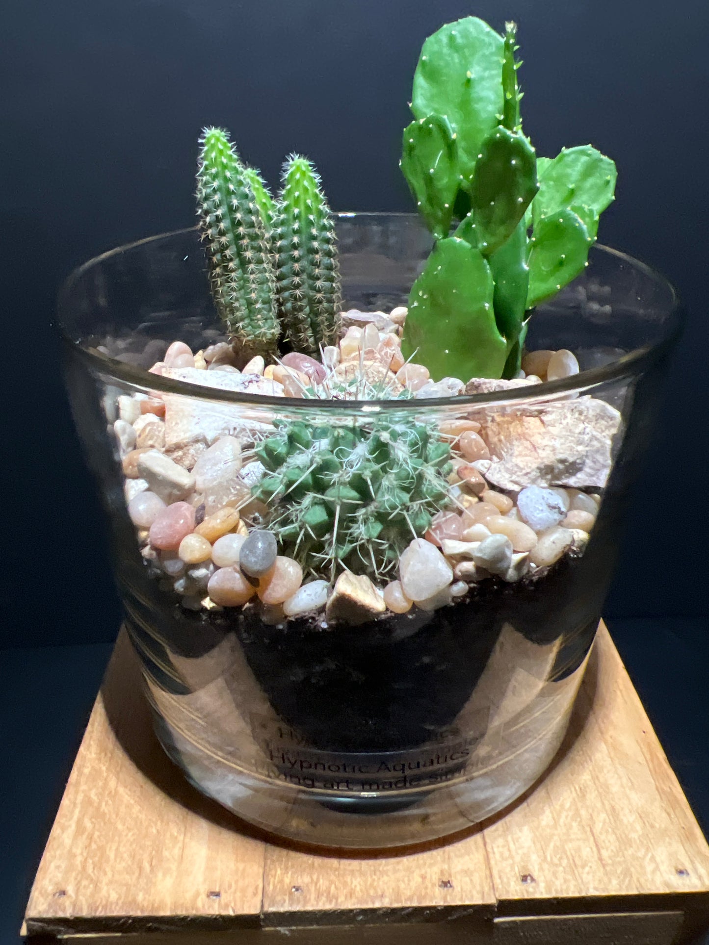 Terrarium #67