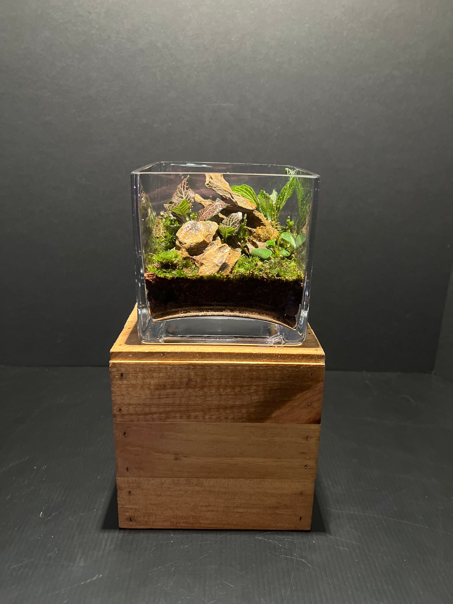 Terrarium #46
