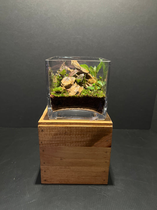 Terrarium #46