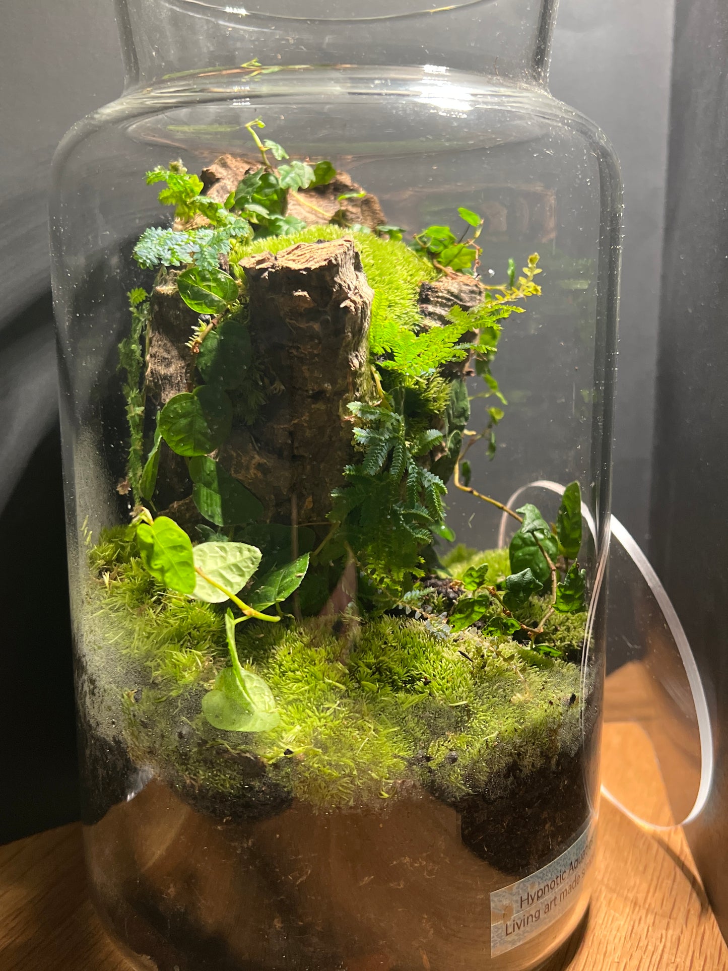 Terrarium 518