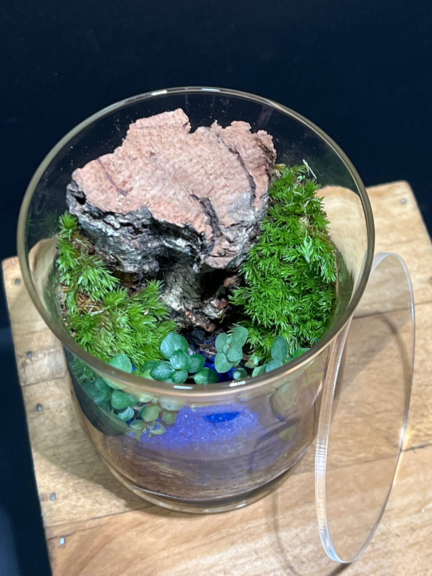 Terrarium #127