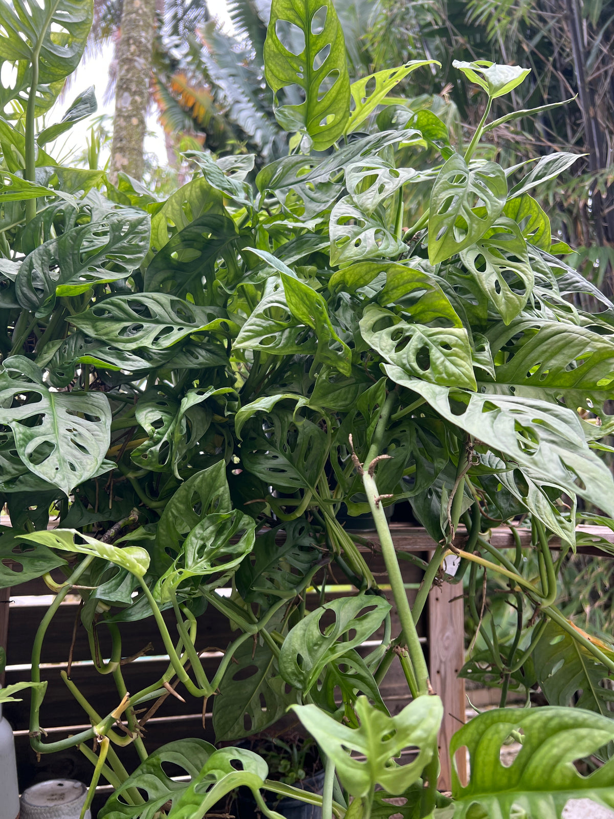 Live Plants: 8” Swiss Cheese Hanging
