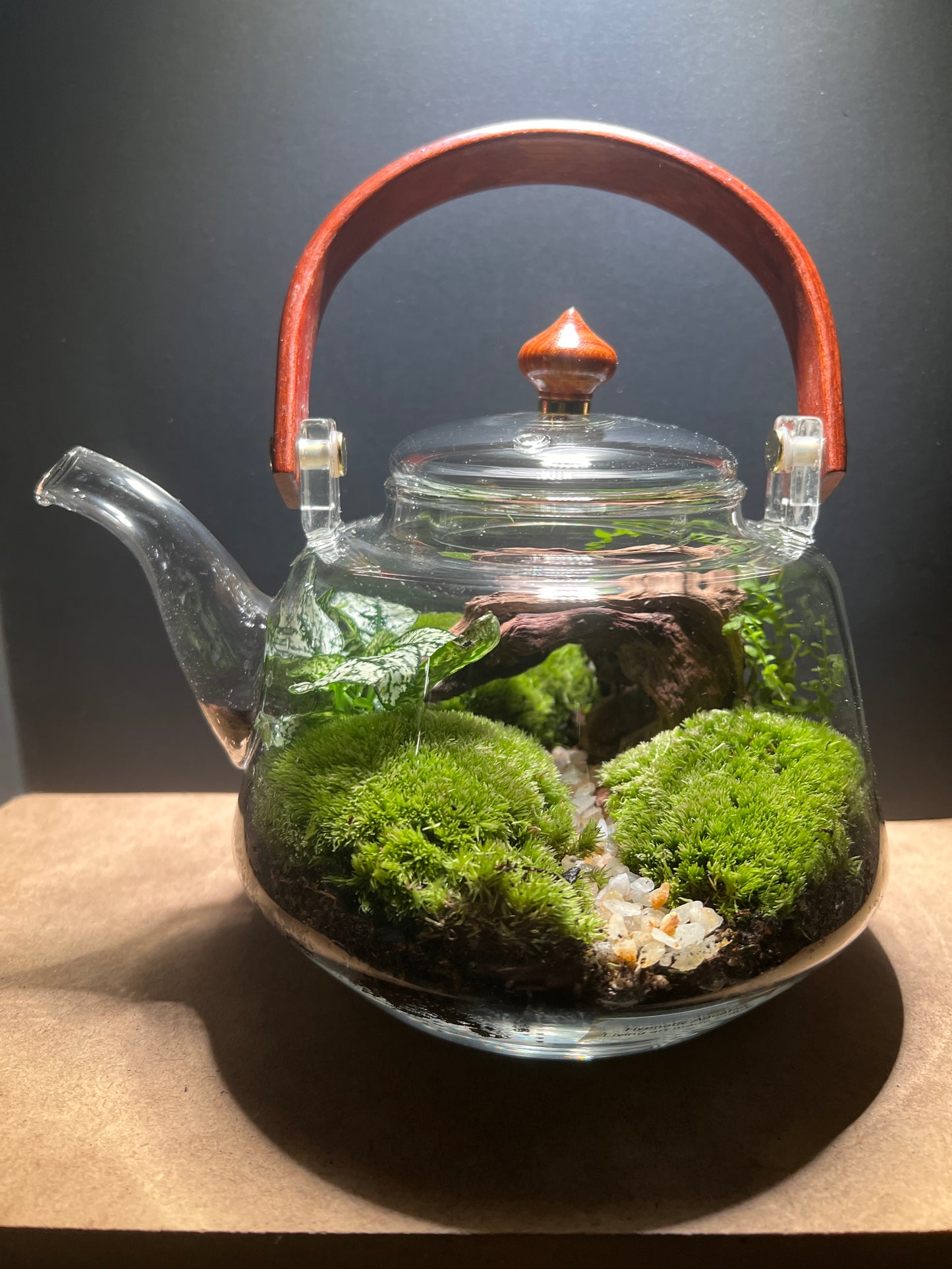 Terrarium 446