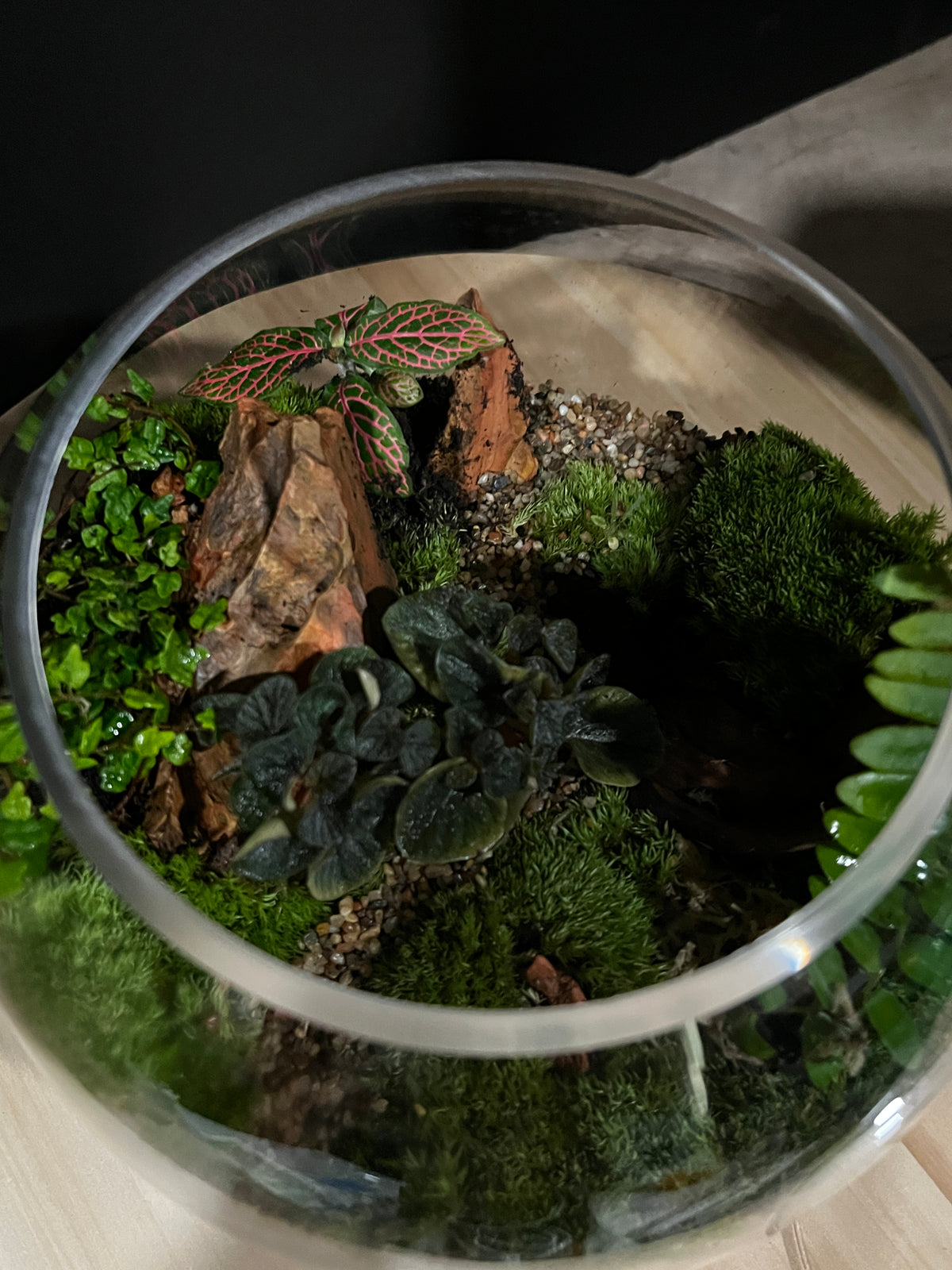 Terrarium 953