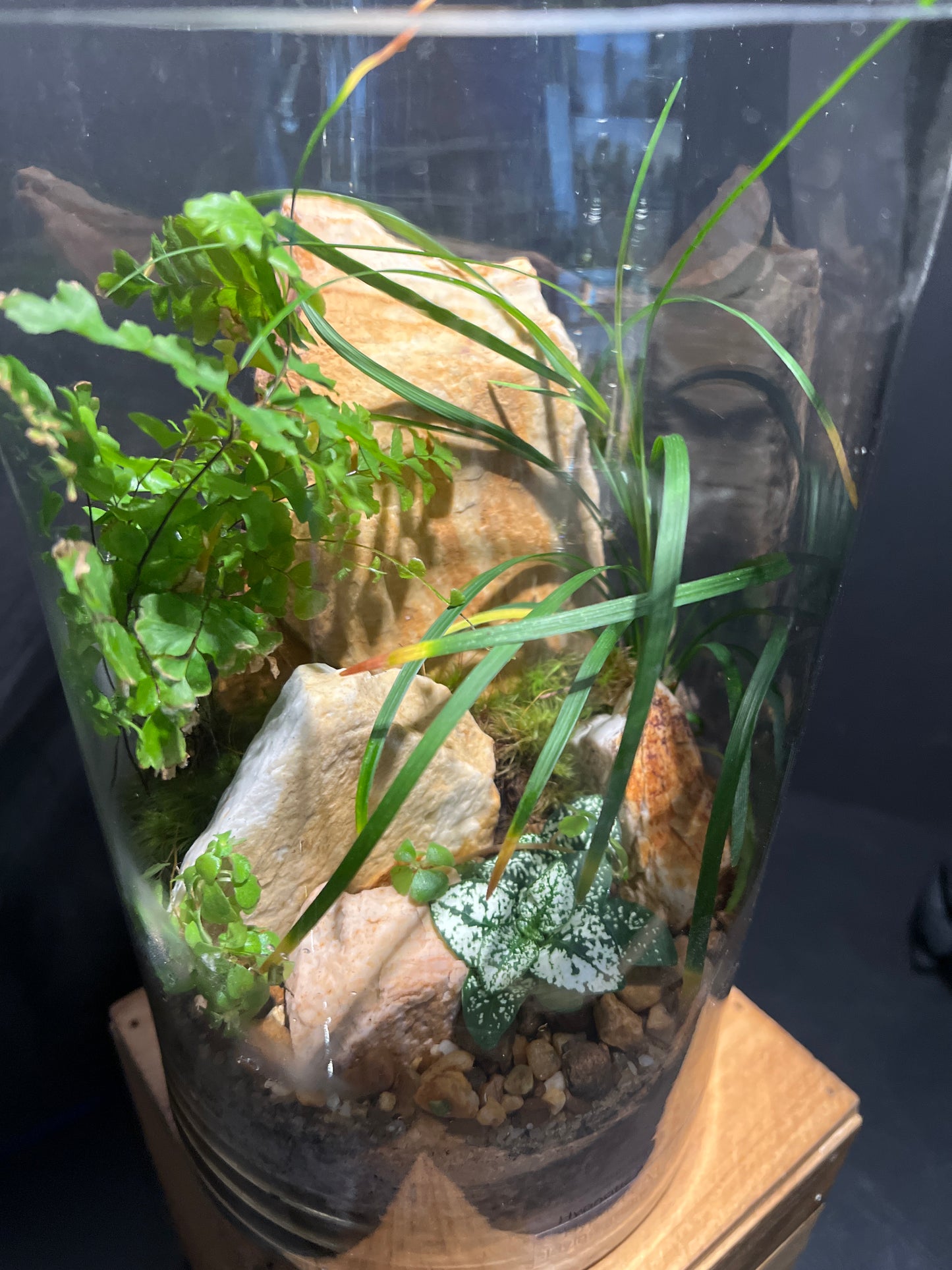 Terrarium #108
