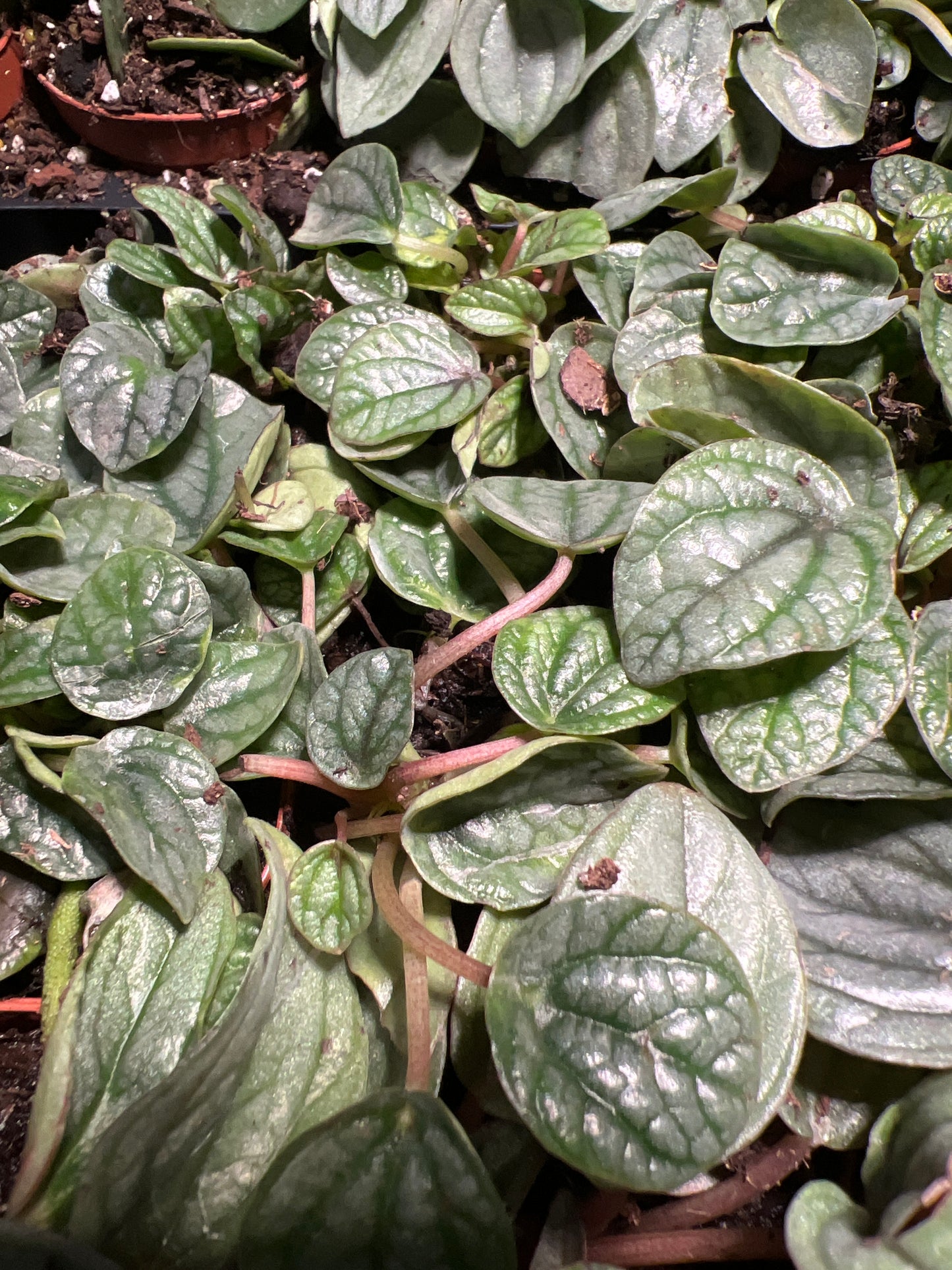 Terrarium Plants: Peperomia Varieties