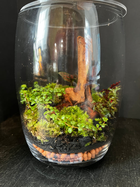 Terrarium 878