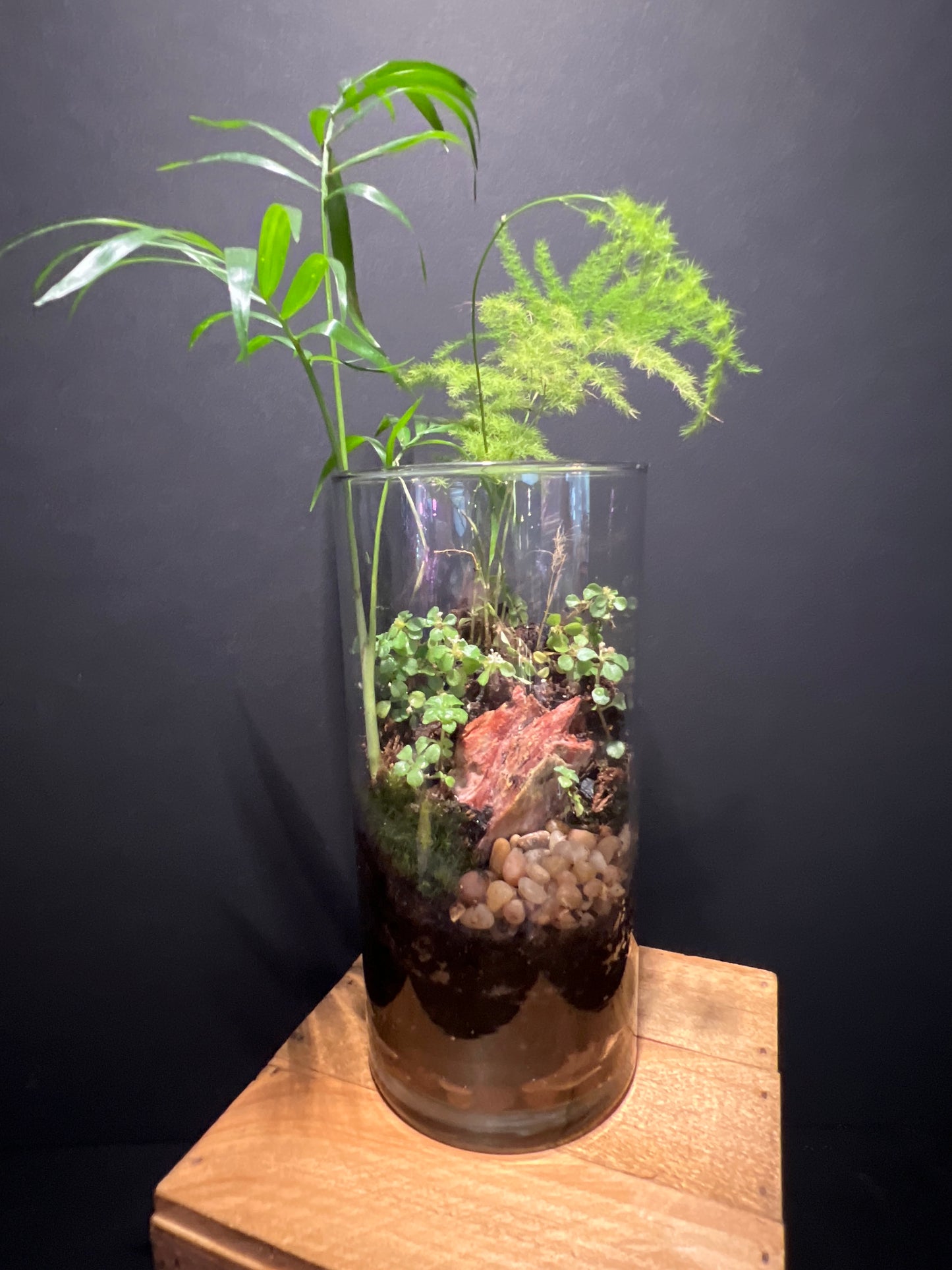 Terrarium #5