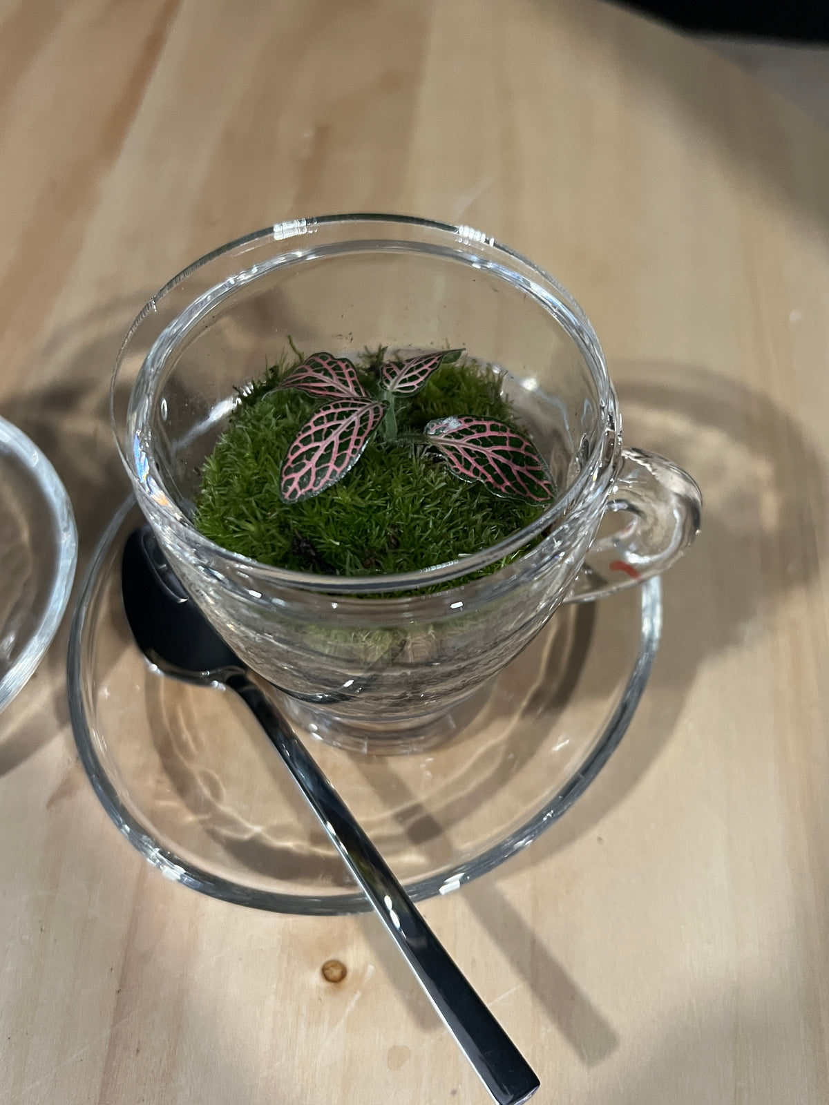 Terrarium 987 (seti)