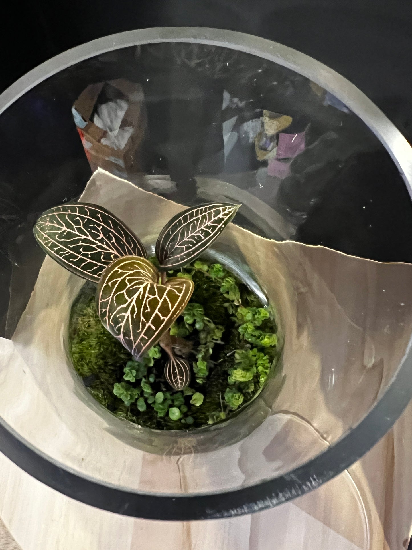 Terrarium 822