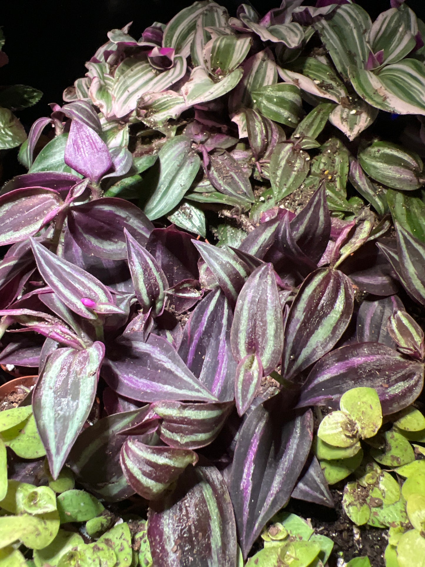 Terrarium Plants: Tradescantia Assortment