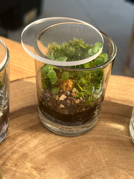 Terrarium 871